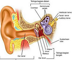 Infeksi telinga